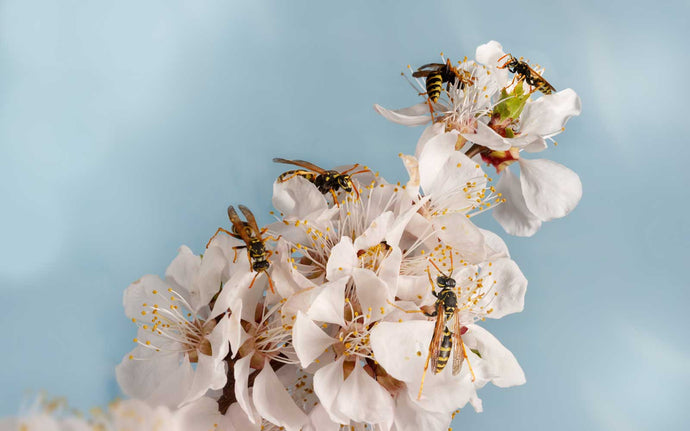 Are Wasps Pollinators?