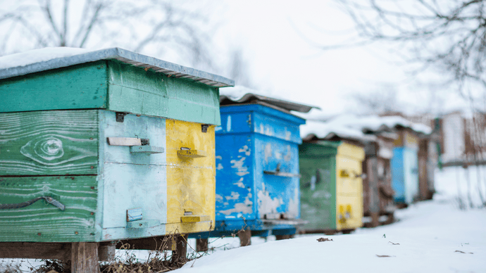 Where do Bees go in Winter?