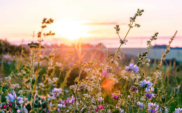 How to Rewild your Garden